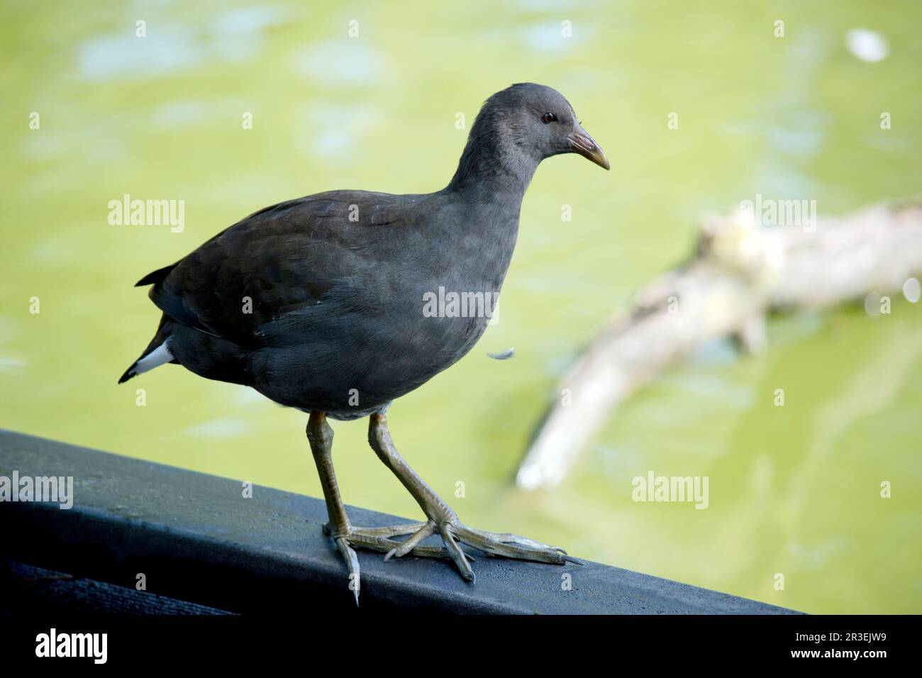 la gallina ha una testa grigia e un corpo con ali marrone chiaro Foto Stock