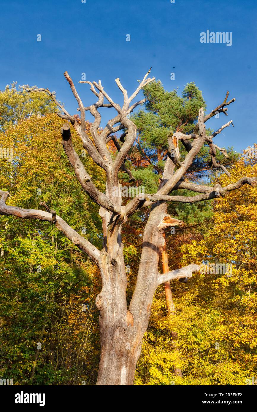 Parco paesaggistico Degnershausen in autunno Selketal Foto Stock