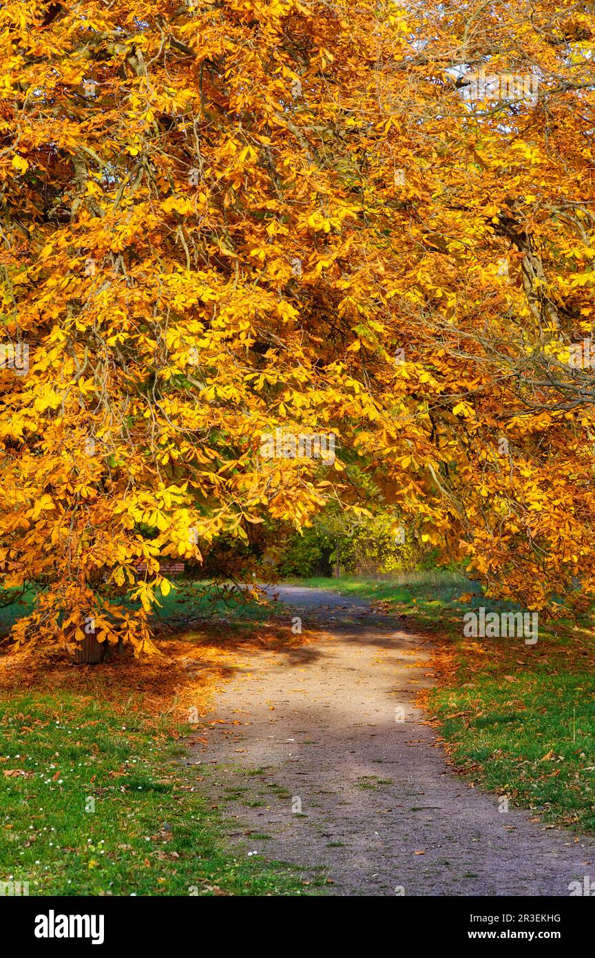Parco paesaggistico Degnershausen in autunno Selketal Foto Stock