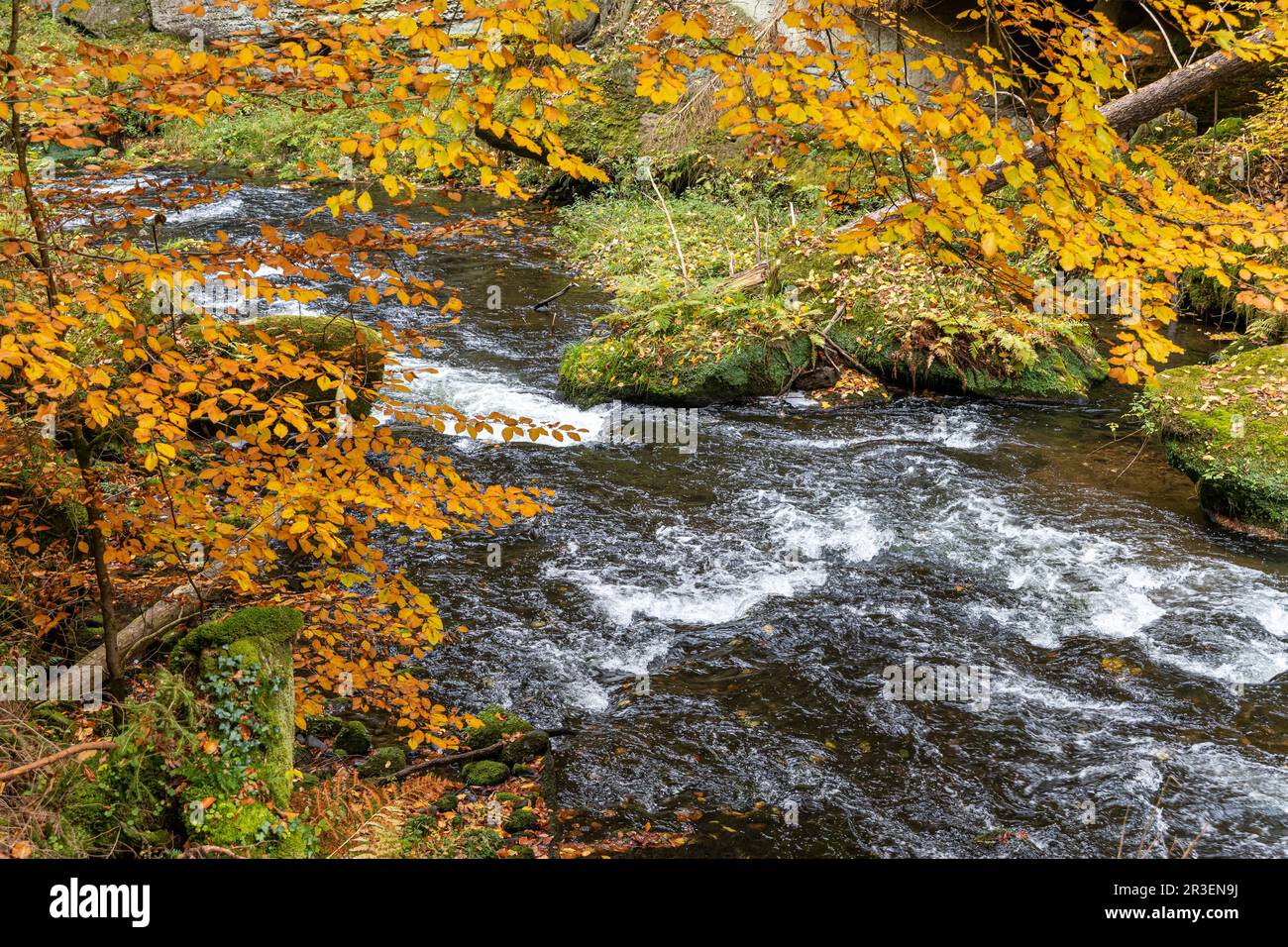 Edmundsklamm Elbe Montagne arenaria Boemia Svizzera Foto Stock