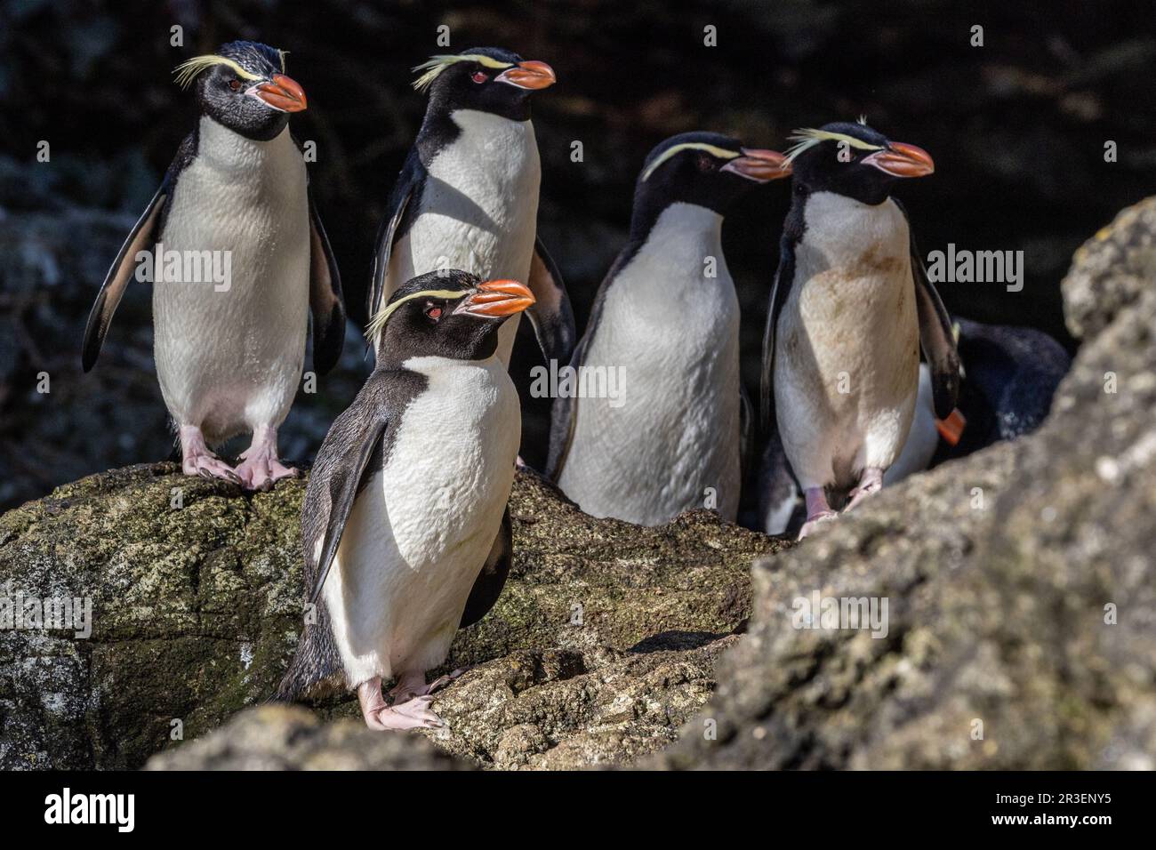 Pinguini di Snares, Isole di Snares, Nuova Zelanda Foto Stock