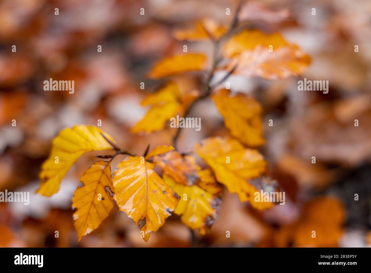 Foglie autunnali foglie di faggio foresta Foto Stock