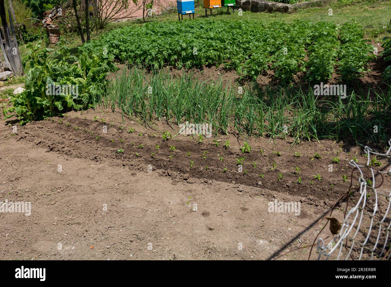 Vista su un giardino con peperoni appena piantati, cipolle e altre verdure. Concetto agricolo Foto Stock