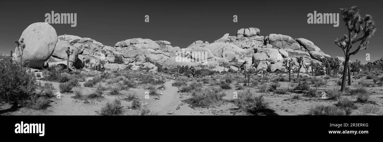 Mattina al Joshua Tree National Park, California, USA, in una splendida giornata primaverile. Foto Stock