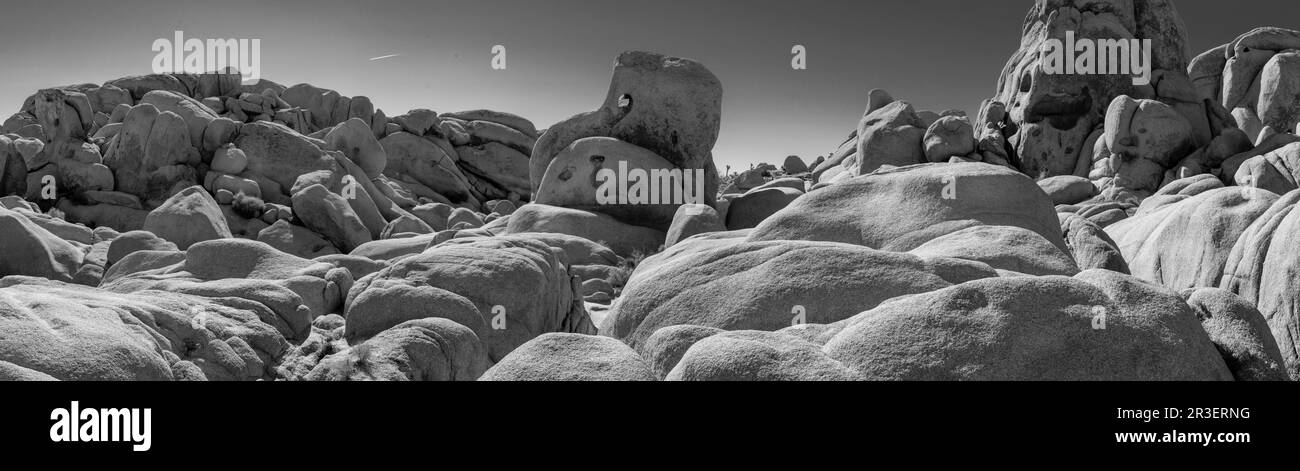 Mattina al Joshua Tree National Park, California, USA, in una splendida giornata primaverile. Foto Stock