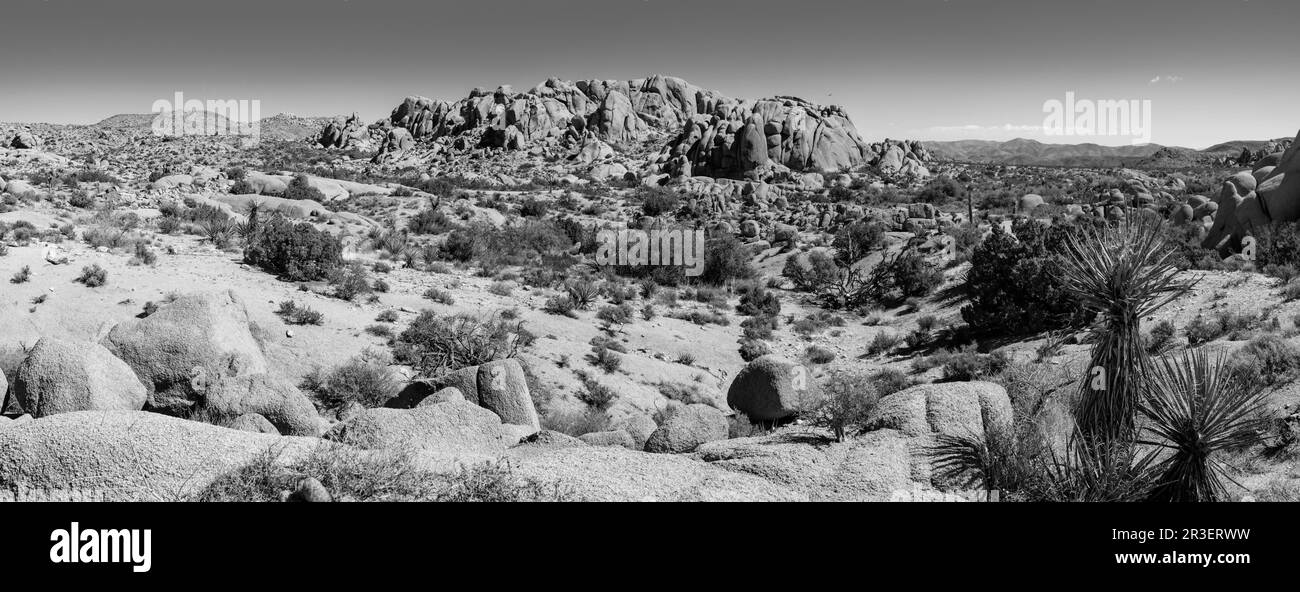 Mattina al Joshua Tree National Park, California, USA, in una splendida giornata primaverile. Foto Stock