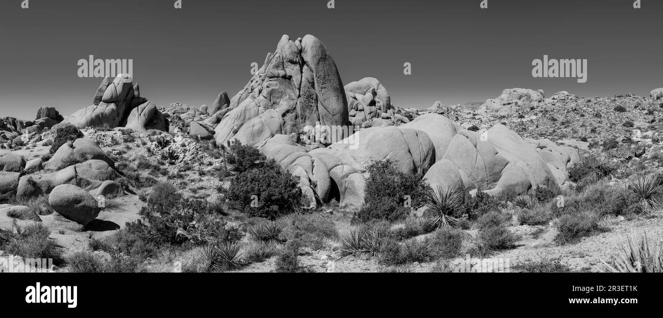 Mattina al Joshua Tree National Park, California, USA, in una splendida giornata primaverile. Foto Stock