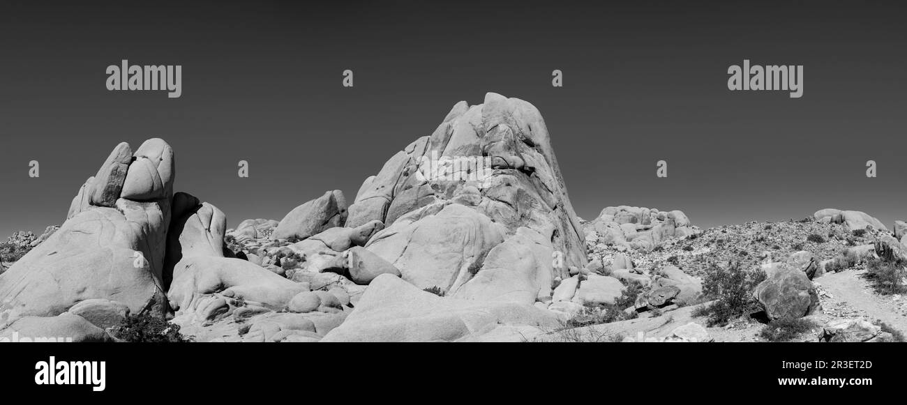 Mattina al Joshua Tree National Park, California, USA, in una splendida giornata primaverile. Foto Stock