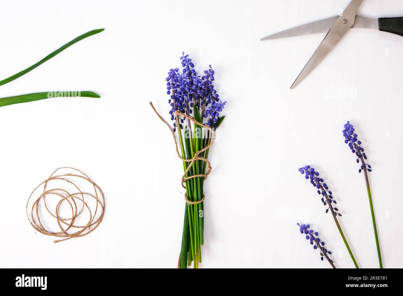 Le mani femminili raccolgono il bouquet di muscari blu come regalo. Piccola impresa locale Pruning fiori. Fioraio in negozio di fiori. Stile ecologico. Foto Stock