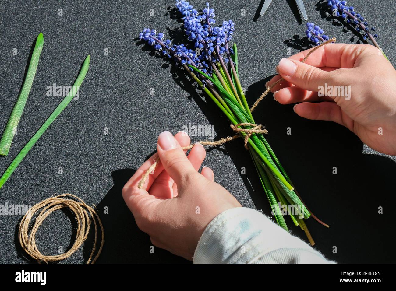 Le mani femminili raccolgono il bouquet di muscari blu come regalo. Piccola impresa locale Pruning fiori. Fioraio in negozio di fiori. Stile ecologico. Foto Stock