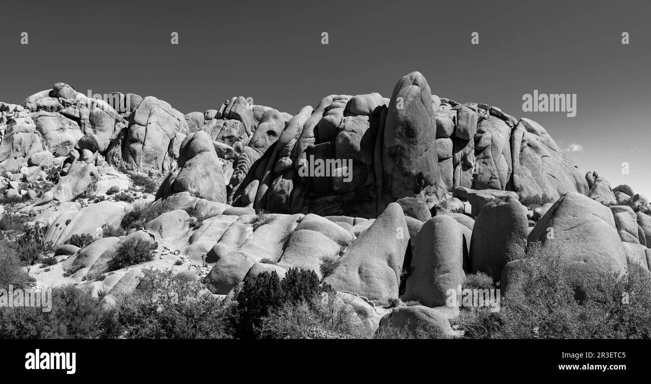 Mattina al Joshua Tree National Park, California, USA, in una splendida giornata primaverile. Foto Stock