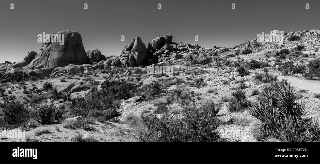 Mattina al Joshua Tree National Park, California, USA, in una splendida giornata primaverile. Foto Stock