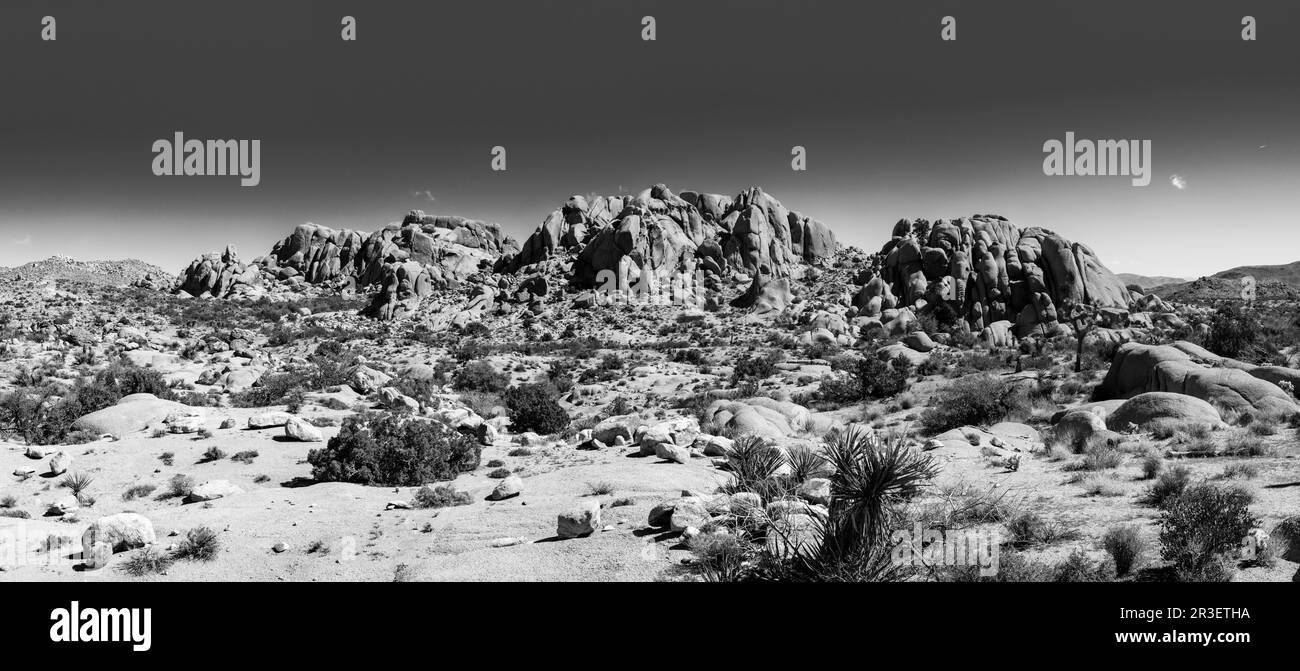 Mattina al Joshua Tree National Park, California, USA, in una splendida giornata primaverile. Foto Stock