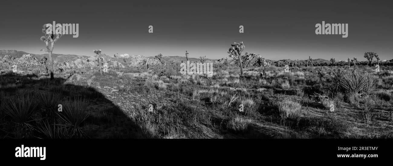 Mattina lungo il Boy Scout Trail. Joshua Tree National Park, California, USA, in una splendida giornata primaverile, con il monte San Jacinto sullo sfondo. Foto Stock