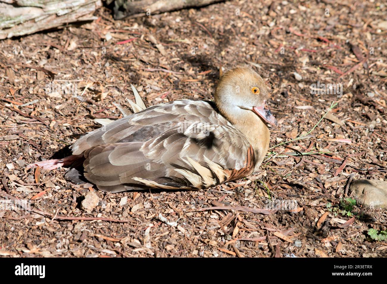 Il viso e il foreneck dell'anatra plumato sono chiari, la corona e il collo posteriore sono marrone chiaro e le piume brune della parte superiore della schiena sono bordate buf Foto Stock