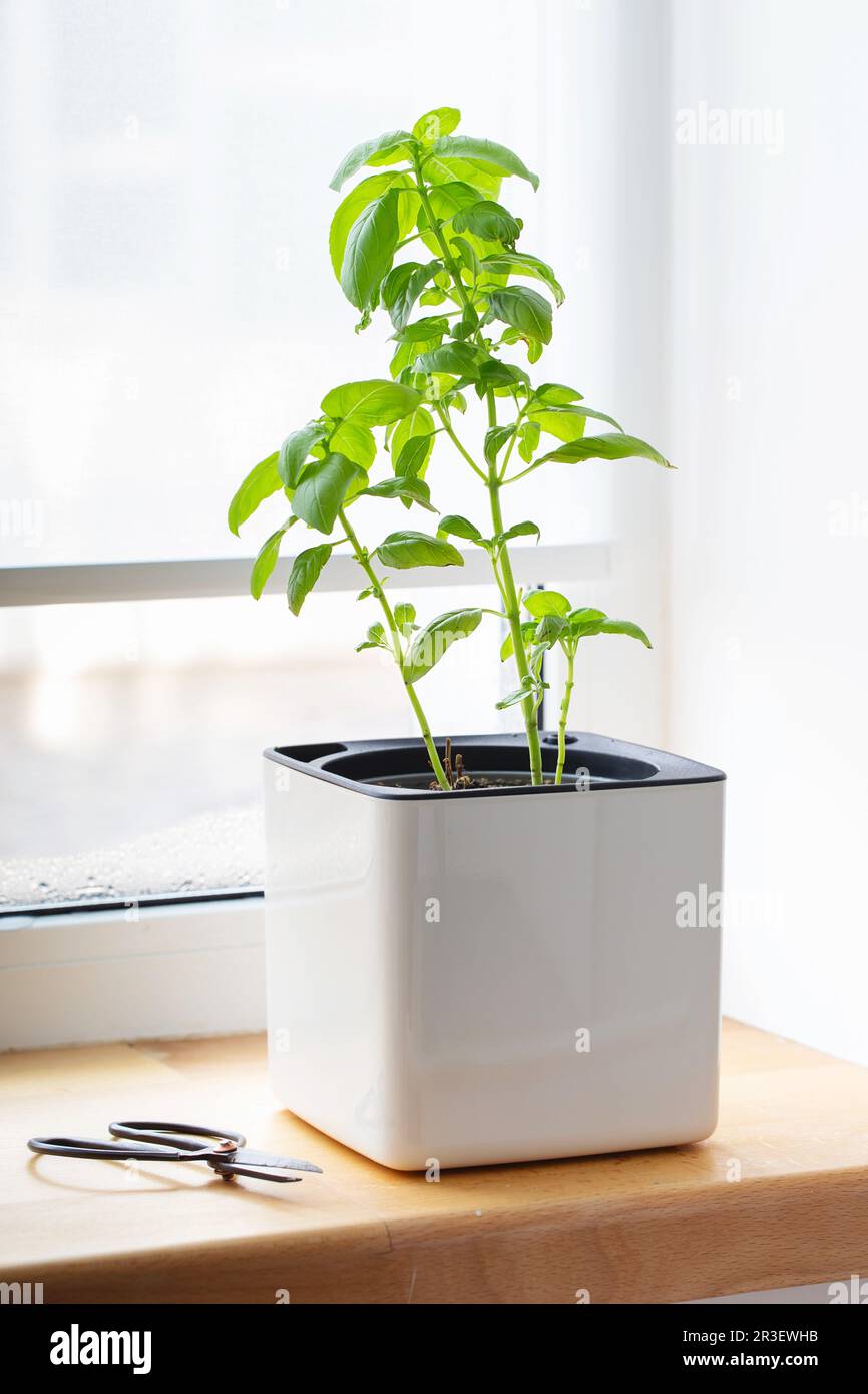 Basilico verde in una pentola a cubetti bianca. Una pianta di basilico in vaso. Piante di erbe della cucina. Erbe aromatiche fresche miste verdi in pentole. Aromatiche Foto Stock