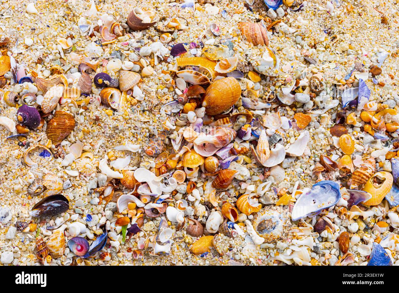Vista dall'alto di conchiglie di mare lavate e rotte sulla spiaggia di sabbia Foto Stock