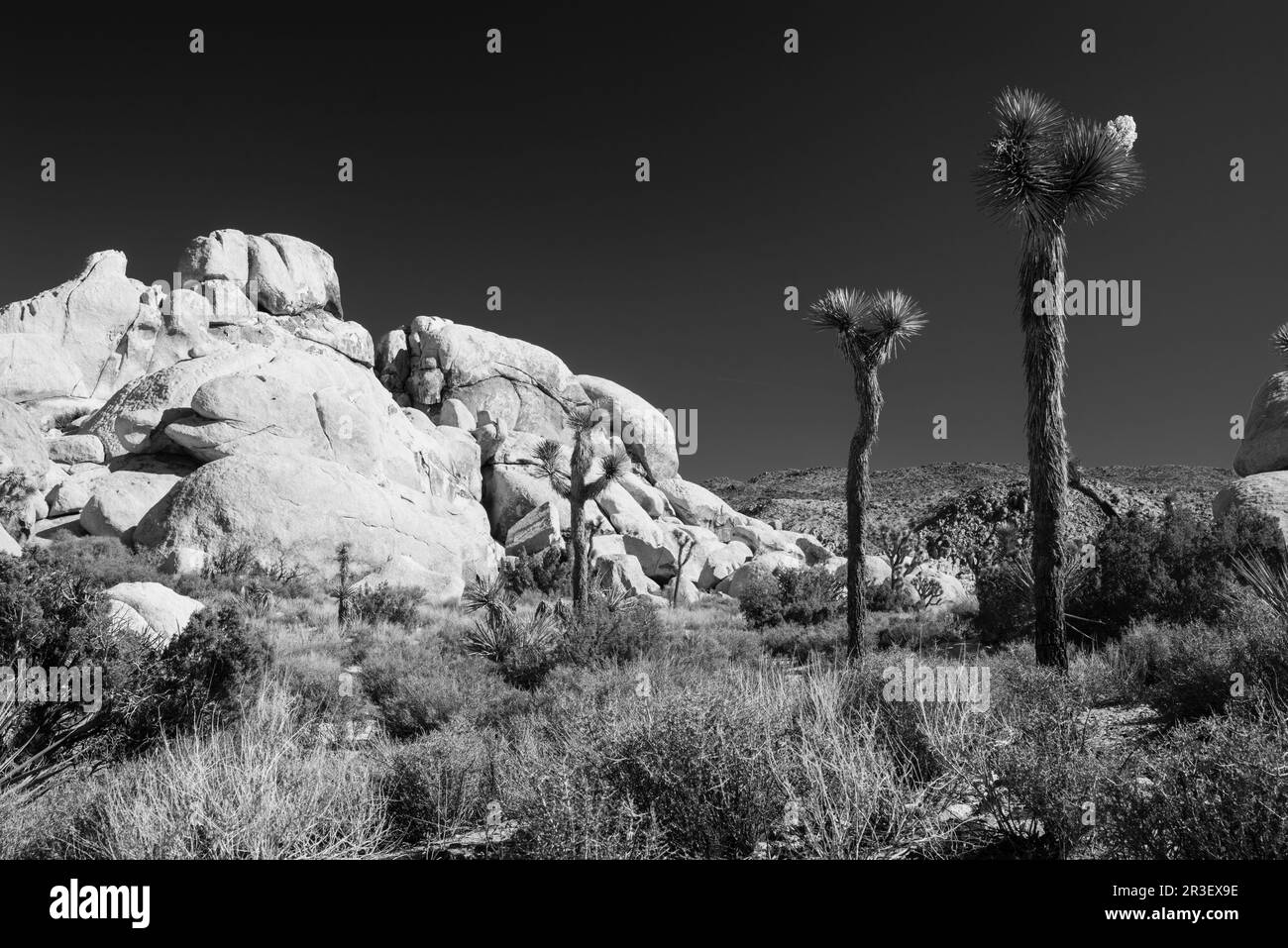 Mattina al Joshua Tree National Park, California, USA, in una splendida giornata primaverile. Foto Stock