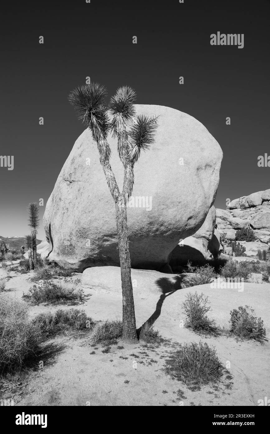 Mattina al Joshua Tree National Park, California, USA, in una splendida giornata primaverile. Foto Stock