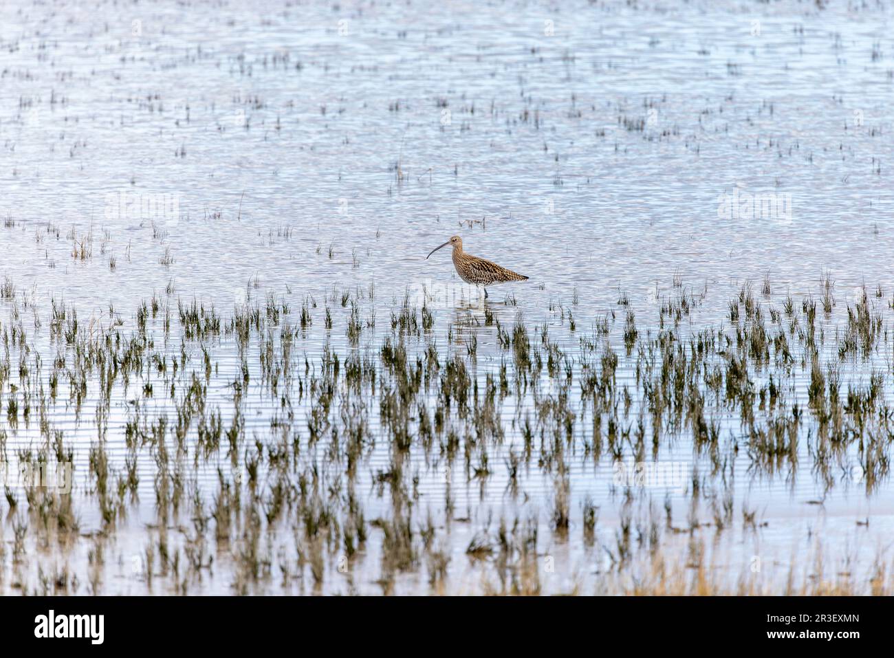 Riccio 'Numenius arquata' che si forma in un mare blu poco profondo e scintillante. Uccello guado con long bill su appartamenti marea. North Bull Island, Dublino, Irlanda Foto Stock