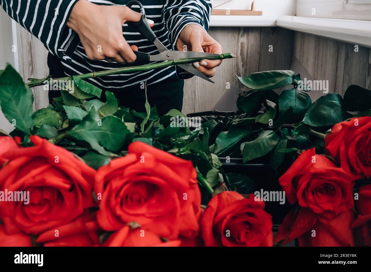 Fiorista che organizza un bouquet di rose rosa. Primo piano fiorista che lavora taglio rose gambo con potatura cesoia mentre fare compos Foto Stock
