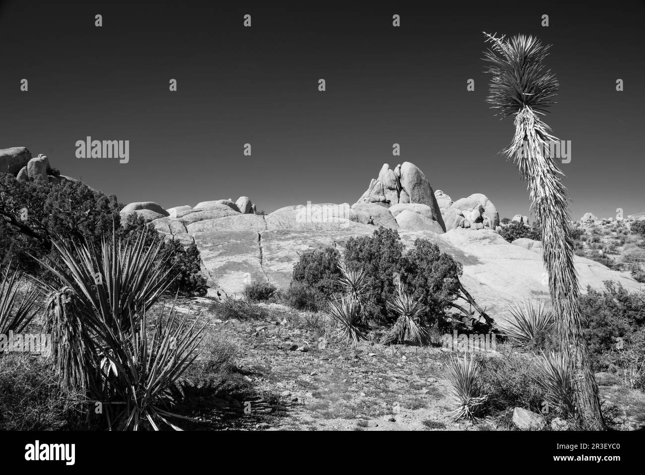 Mattina al Joshua Tree National Park, California, USA, in una splendida giornata primaverile. Foto Stock