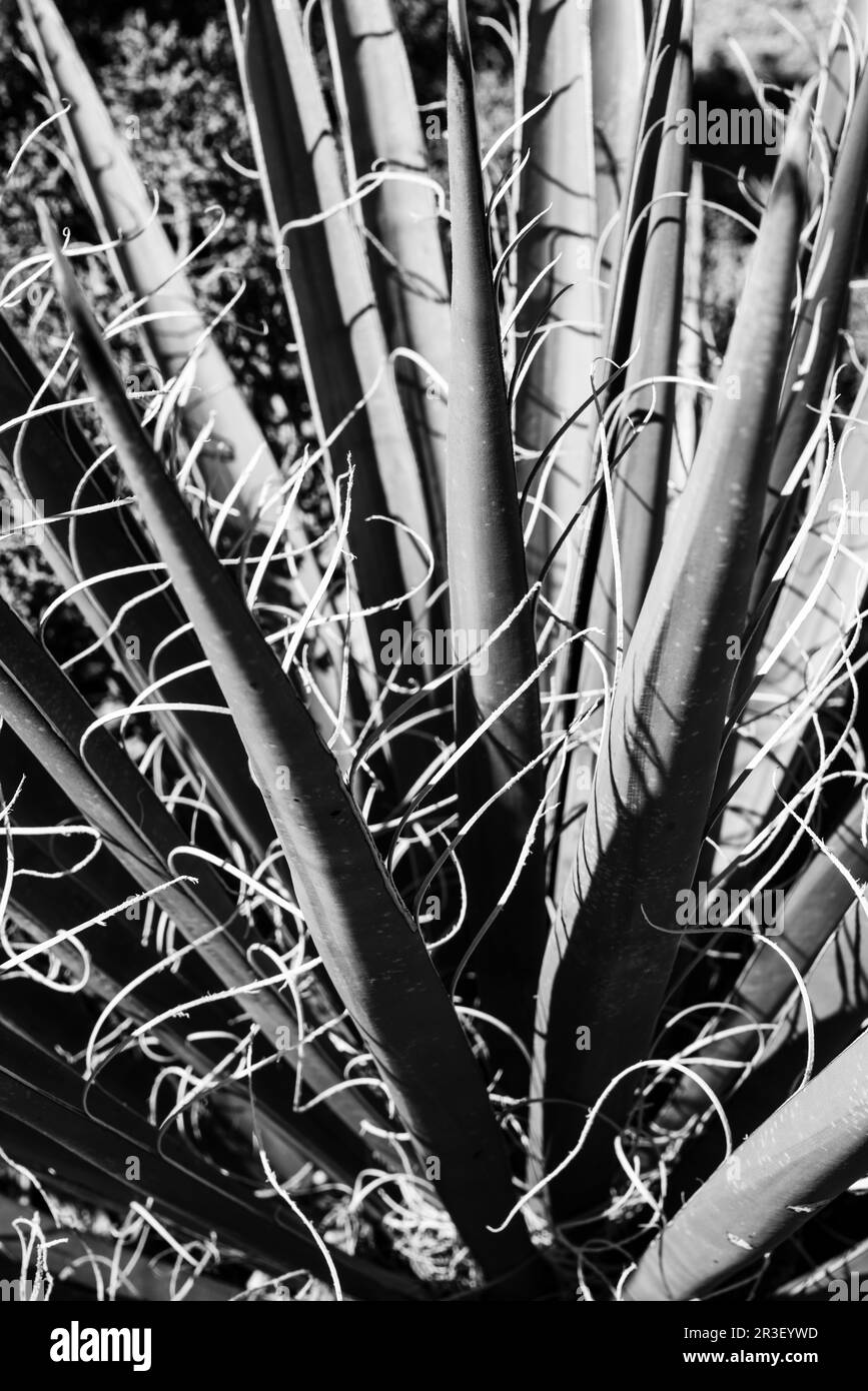 Mattina al Joshua Tree National Park, California, USA, in una splendida giornata primaverile. Foto Stock