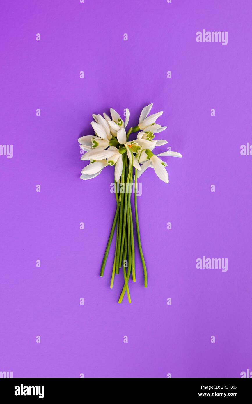 Bouquet di fiori di goccia di neve. Inizio primavera fiori. Sfondo delle vacanze. Biglietto di auguri. Foto Stock