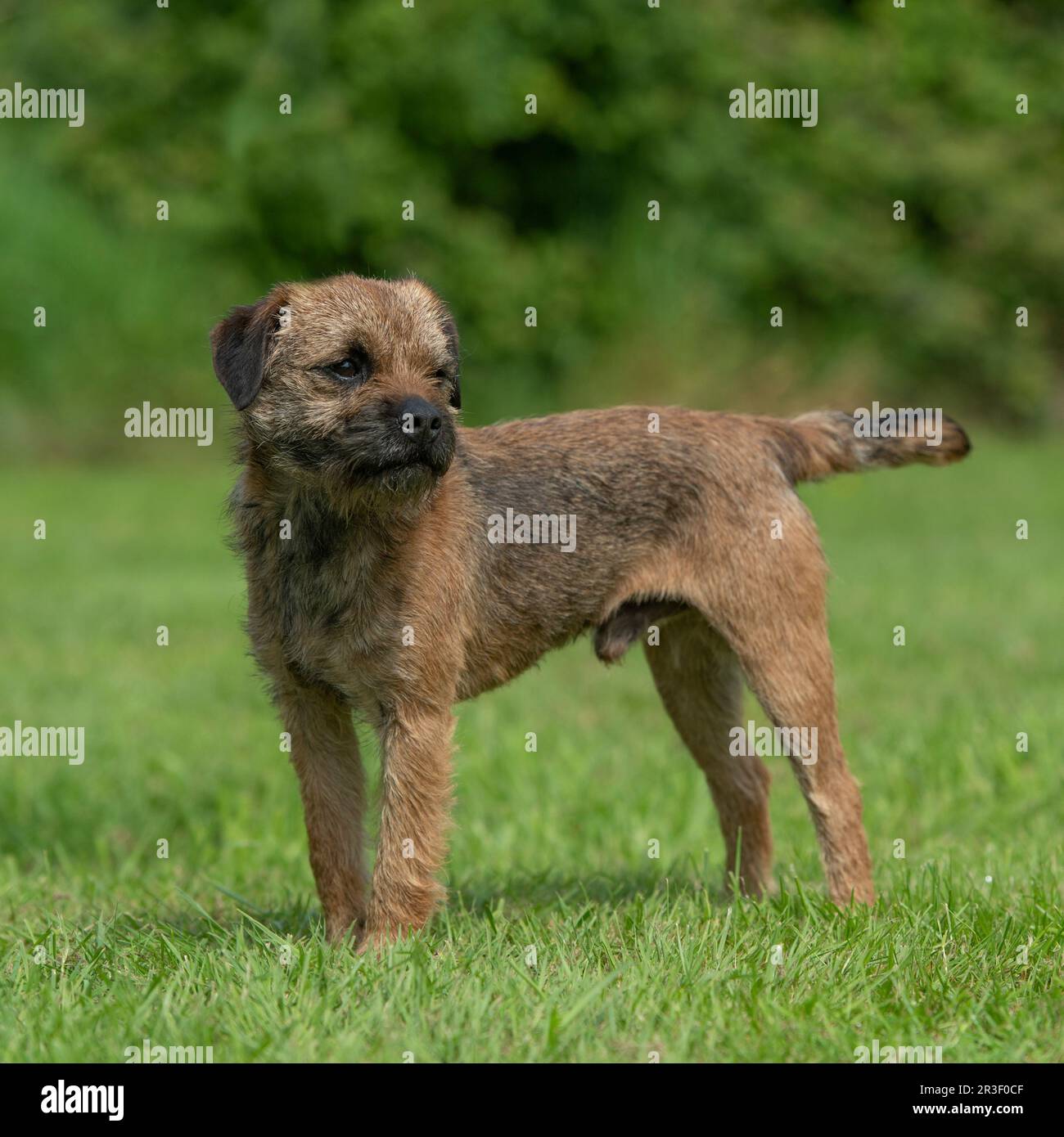 Border terrier cane Foto Stock