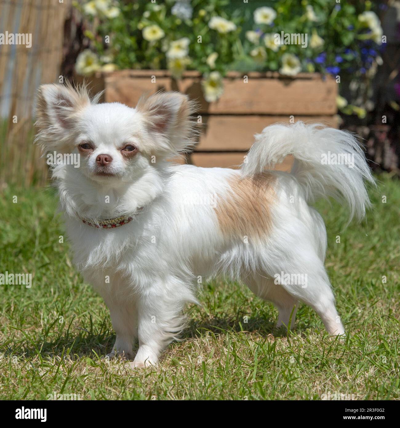 Chihuahua con long coat Foto Stock