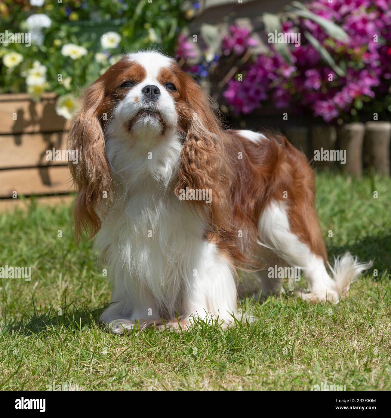 Cavalier King Charles Spaniel Foto Stock