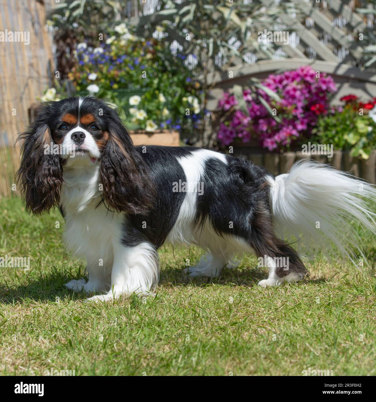 cavalier re Carlo spaniel Foto Stock