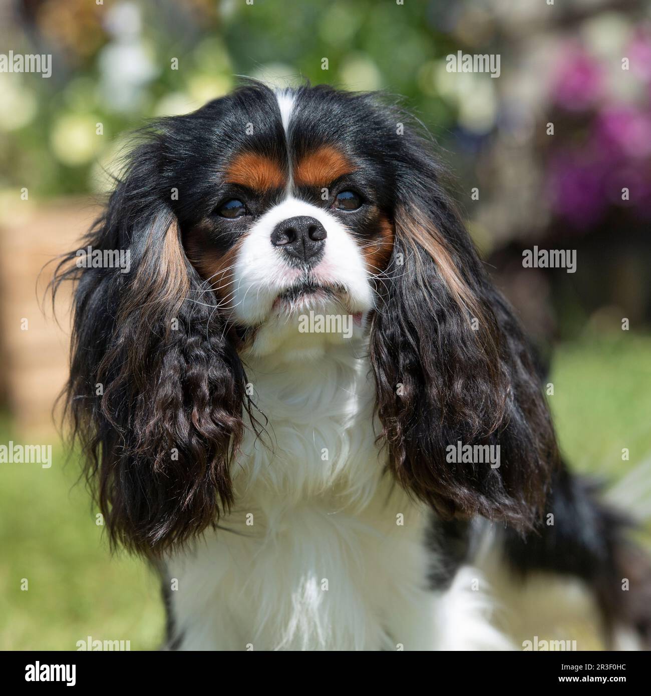 cavalier re Carlo spaniel Foto Stock