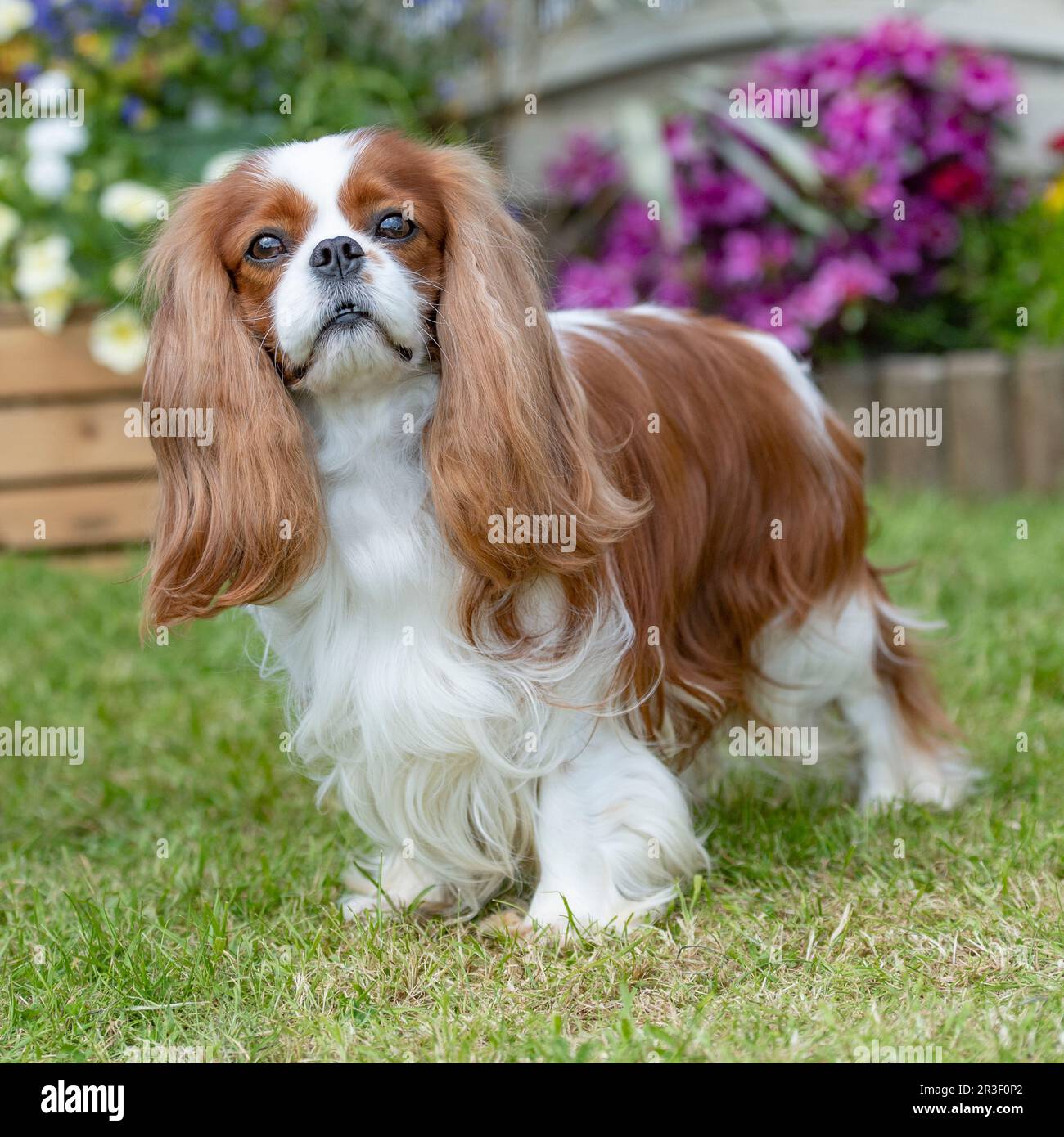 cavalier re Carlo spaniel Foto Stock