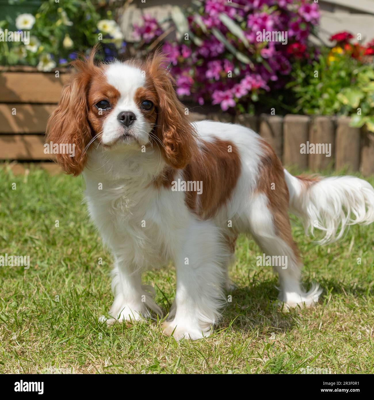 Blenheim Cavalier re Charles Spaniel cane Foto Stock