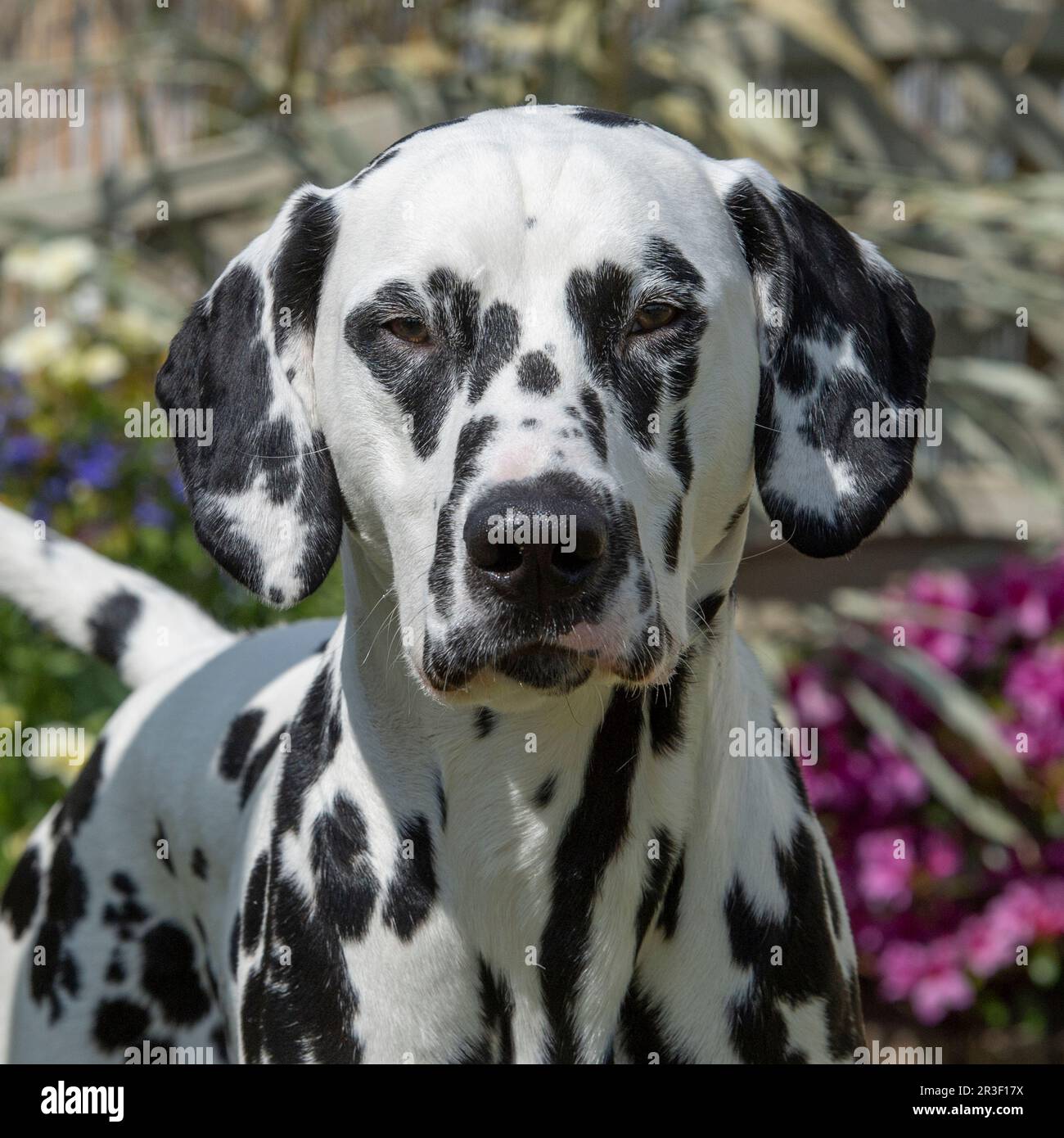 Cane dalmata Foto Stock