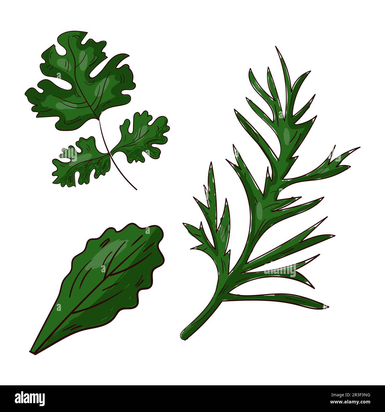 Tipi diversi realistici di erbe e piante per cucinare su sfondo bianco - Vector Foto Stock