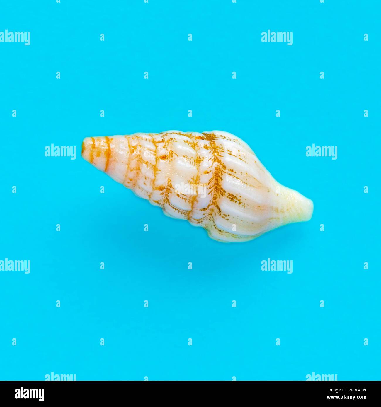 Piatto giaceva l'immagine isolata di una conchiglia costiera su uno sfondo blu Foto Stock