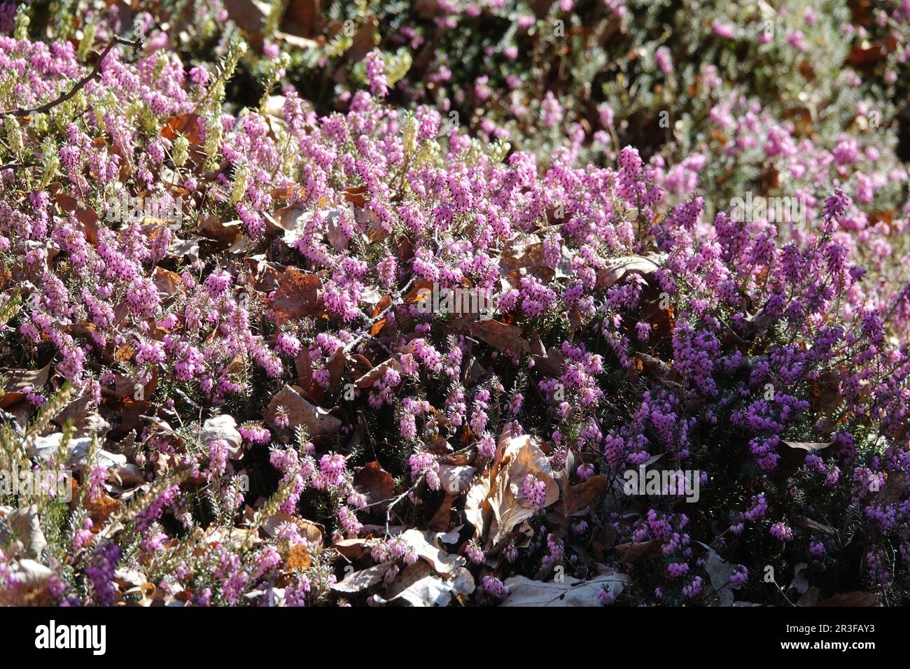 Erica carnea, Heather Foto Stock