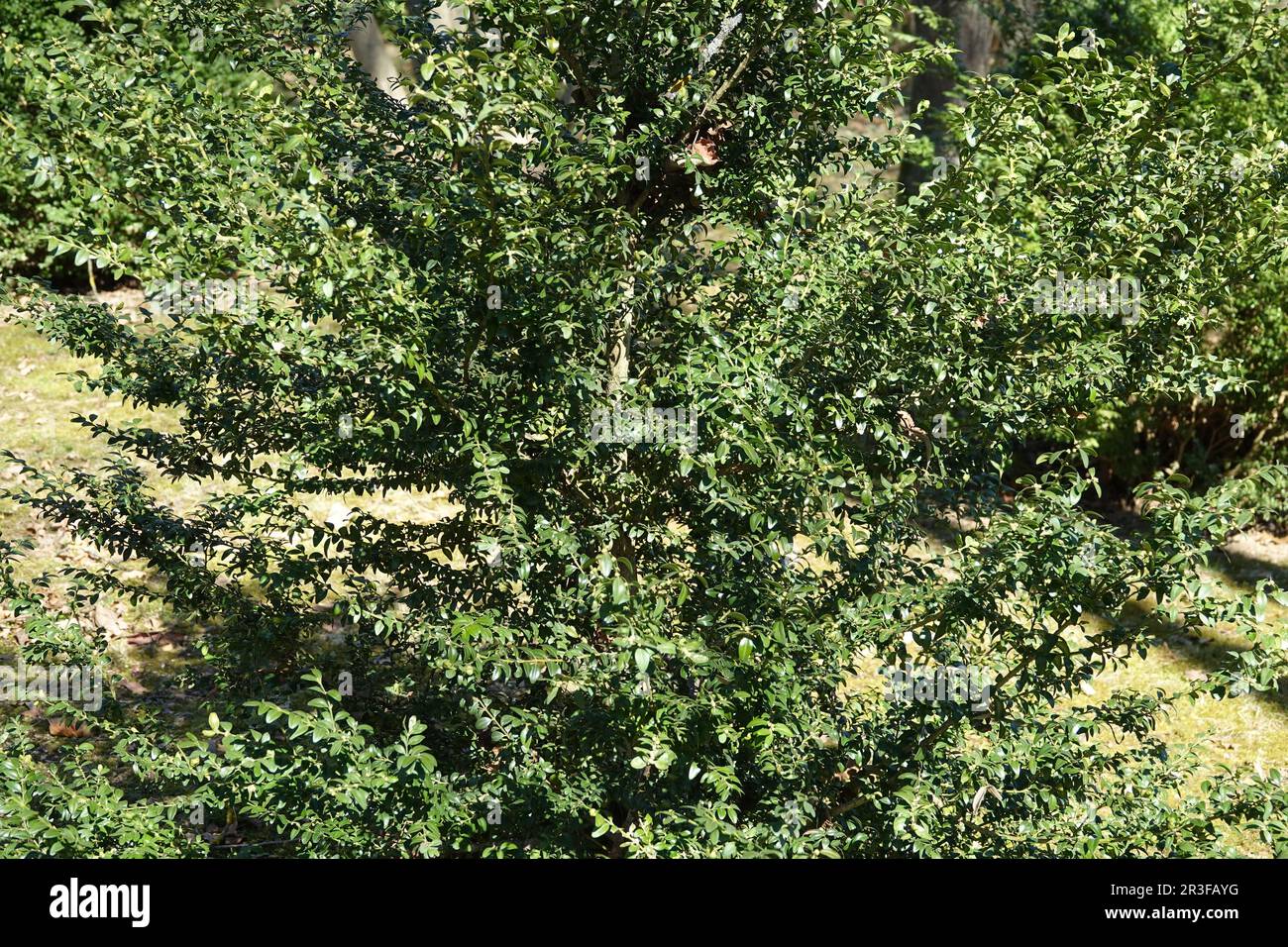Buxus sempervirens, box tree Foto Stock