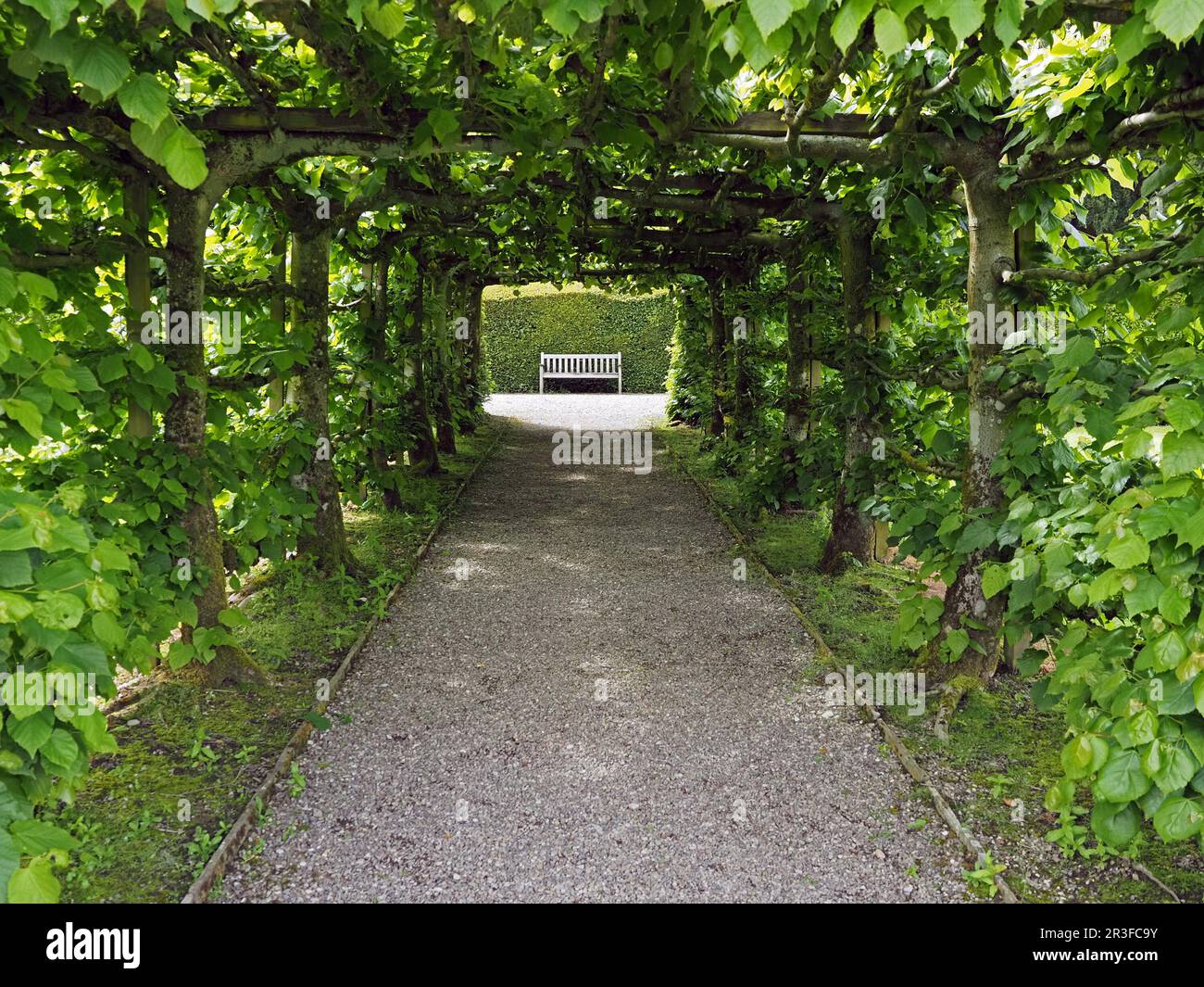 Immagine simmetrica di una panchina di legno alla fine del percorso in ghiaia attraverso un arco rettangolare verde in plesso di alberi di tiglio addestrati - Cumbria, Inghilterra, Regno Unito Foto Stock