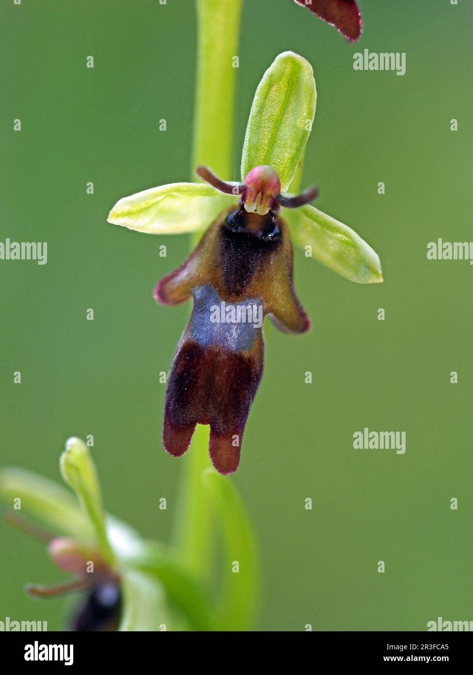 Piccolo fiore di Fly Orchid (Orchis insettifera) su flowerspike in Cumbria, Inghilterra, UK Foto Stock