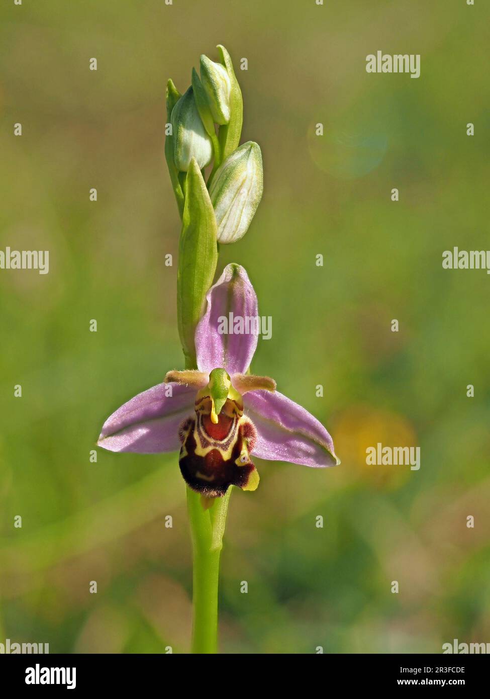 Fiore singolo di insetto vellutato mimato Bee Orchid (Ophrys apifera) con boccioli pronti ad emergere in Cumbria, Inghilterra UK Foto Stock