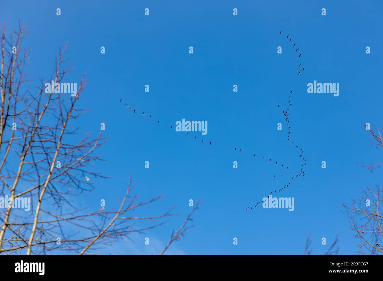Zugvögel gegen blauen Himmel Foto Stock