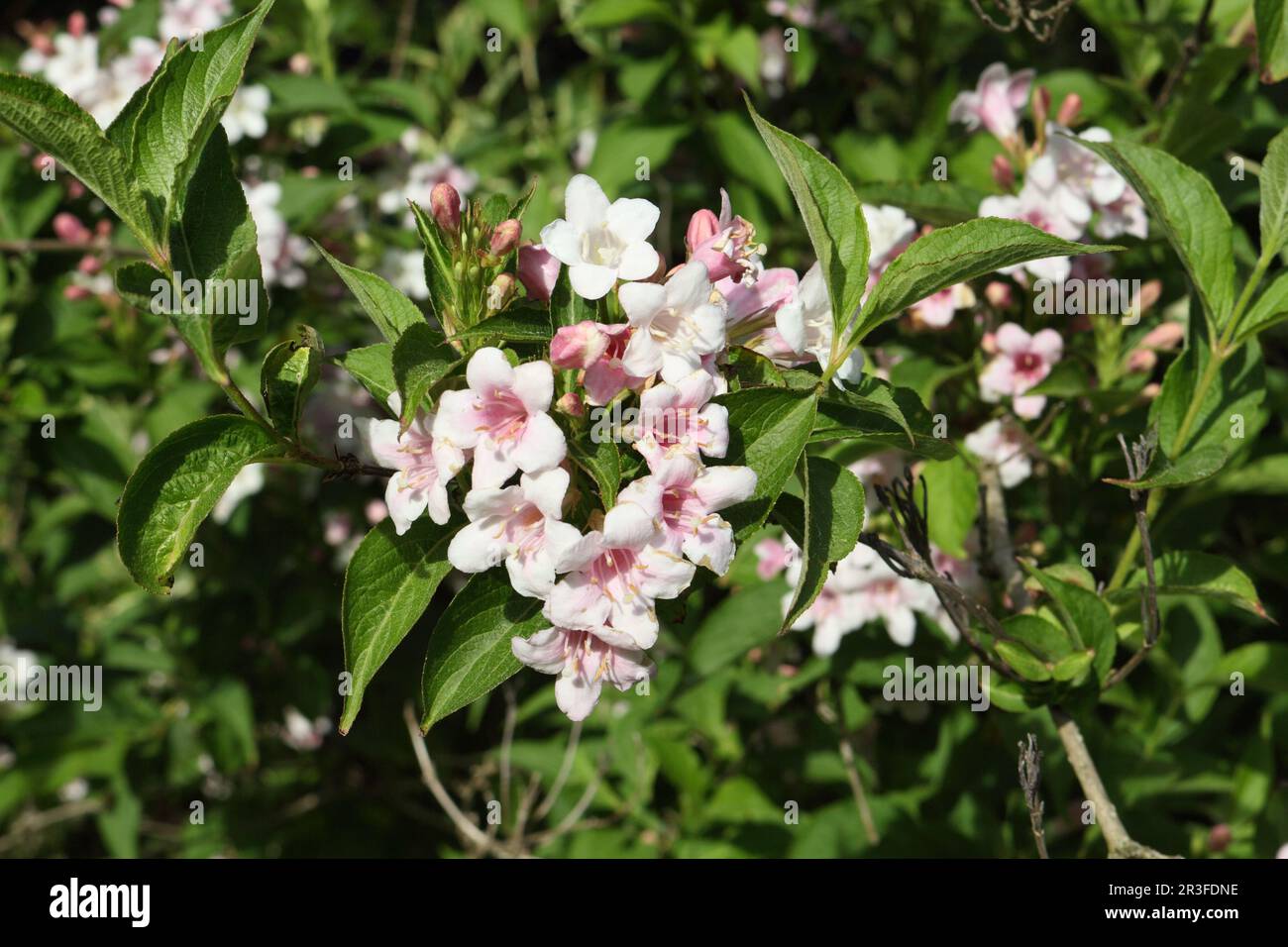 Fiori bianchi rosa in fiore su una pianta di cespuglio di copertura. Variante Weigela Florida Foto Stock