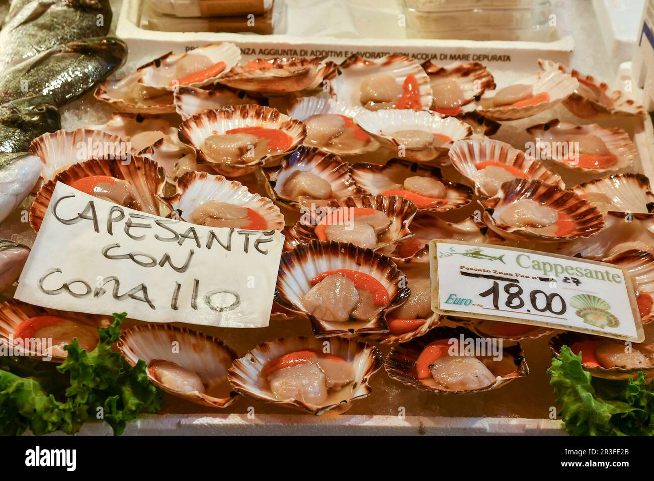 Primo piano della cattura della giornata alla Loggia del mercato ittico di Rialto con capesante con corallo, sestiere di San Polo, Venezia, Veneto, Italia Foto Stock