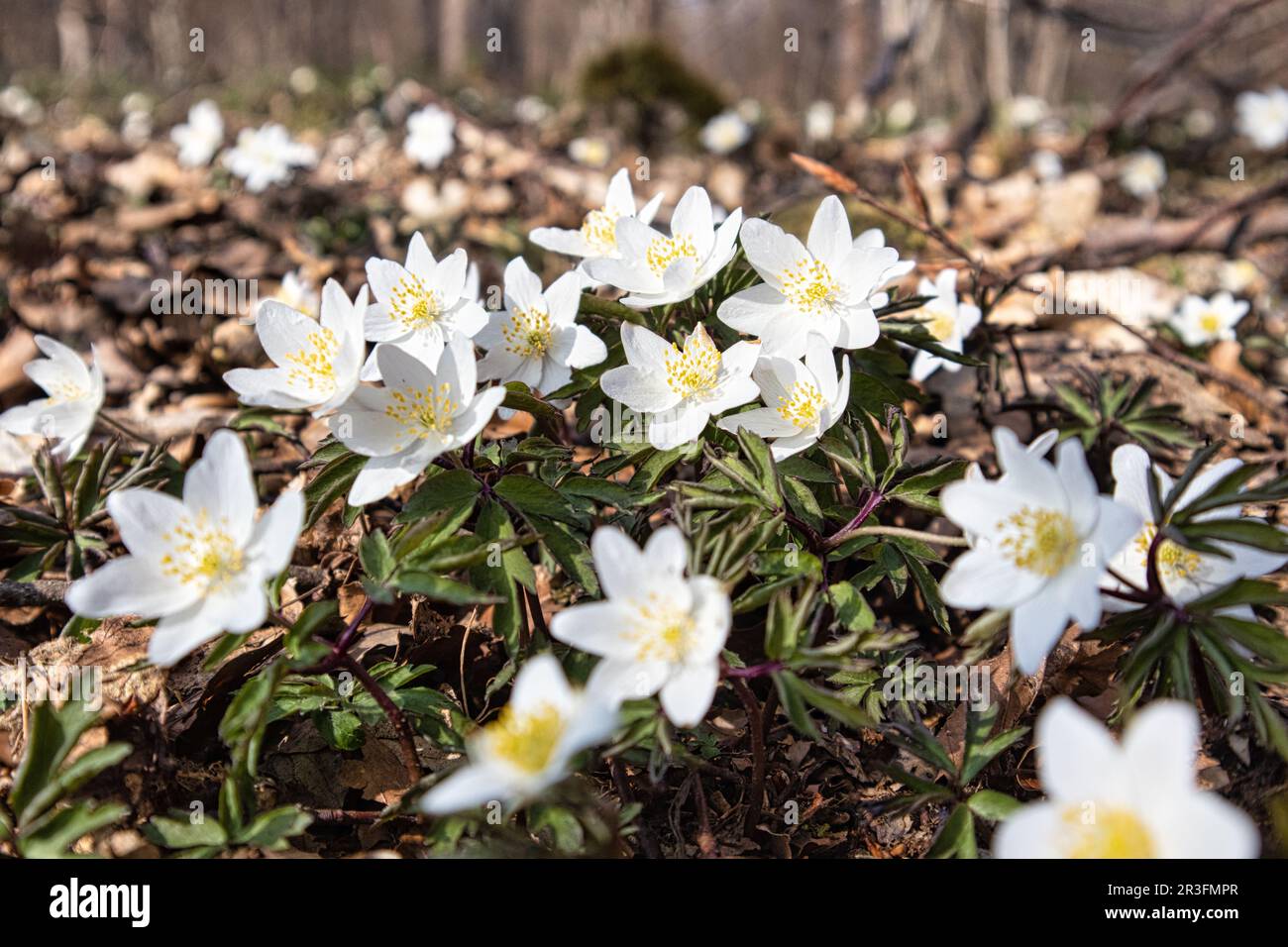 Risveglio primaverile nella Selke Valley primi fiori nella foresta Foto Stock