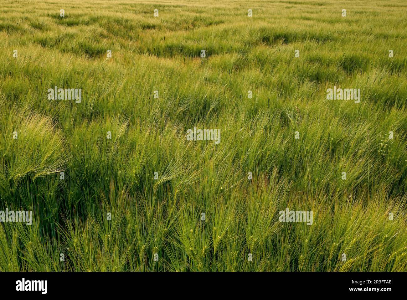 Campo dell'orzo barbuto alla luce del mattino. Fa parte della famiglia dell'erba e dei cereali. Foto Stock
