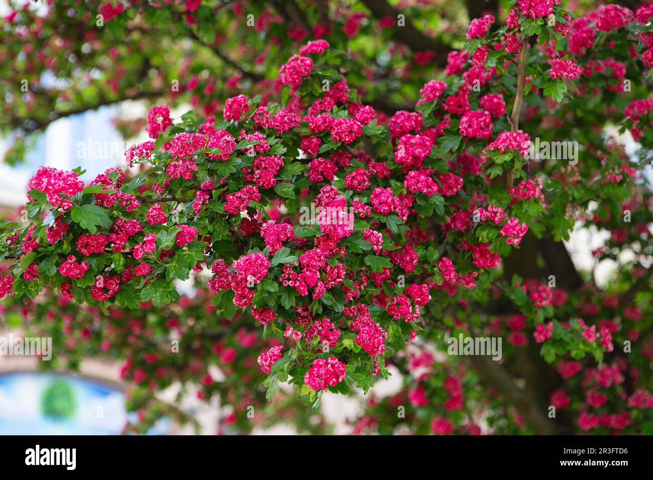 Fiori di biancospino stupefacente nel parco. Rami d'albero con fiori rosso carminio di biancospino scarlatto di Paolo o Crataegus laevigata. IO Foto Stock