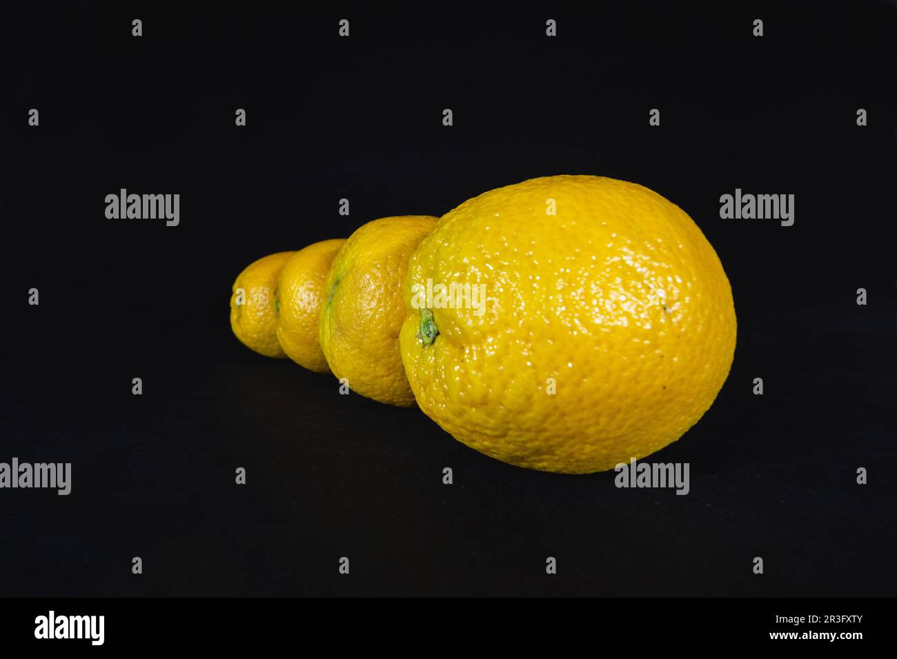Immagine di arance, quattro di esse, nel loro complesso, isolate su sfondo nero. Un arancio è un frutto di varie specie di agrumi della famiglia Rutaceae (s Foto Stock